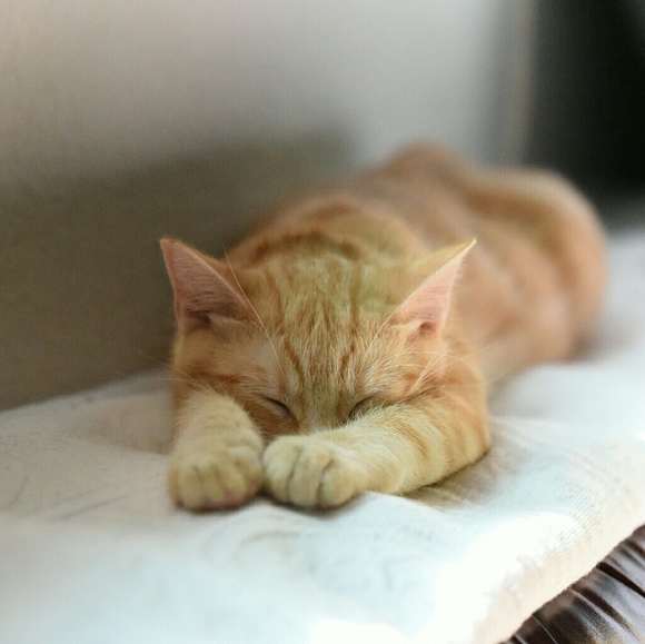 The Fab4 say "Thank You!!" - Picture 8 of 8